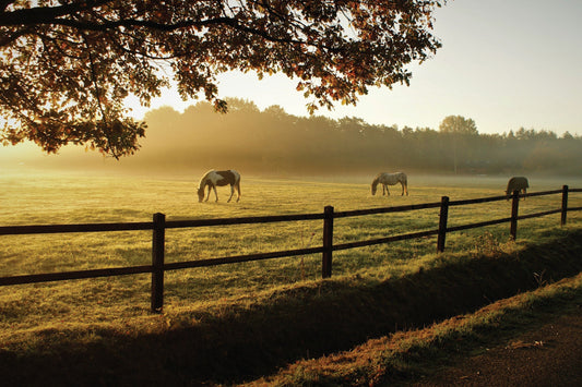 Beyond the Feed Bag: Unlocking Your Horse's True Potential Through Optimal Nutrition