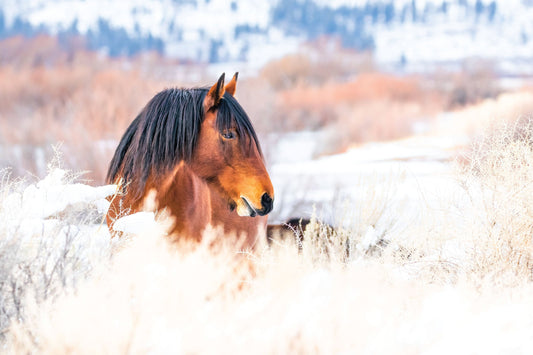 Healthy Holidays: Tips for a Stress-Free Season
