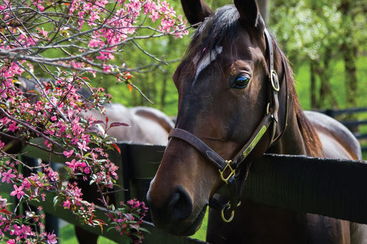 Spring into Action: Essential Tips for Equine Deworming