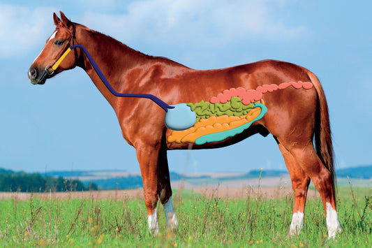 Supporting Equine Digestive Health: The Role of Probiotics, Prebiotics, and Gut Health