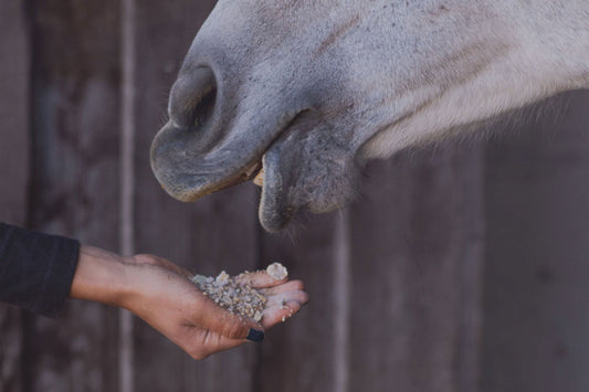 The Role of Vitamins and Minerals in Equine Health