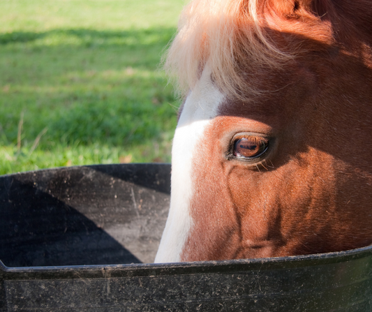 Supporting Equine Digestive Health: The Role of Probiotics, Prebiotics, and Gut Health