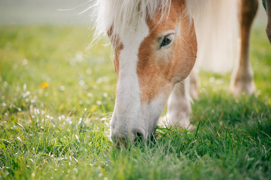 Two Crucial Things You Can do to Prevent Colic & Laminitis This Spring