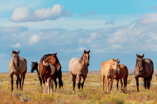 Protecting Your Horses During Drought – Key Tips for Healthy Pastures