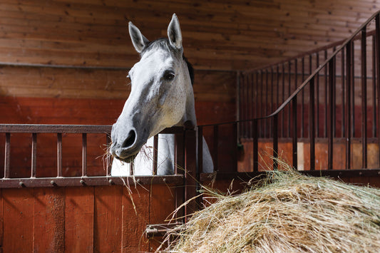 Healthy as a Horse – Gut Health Affects the Whole Body