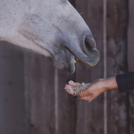 The Role of Vitamins and Minerals in Equine Health