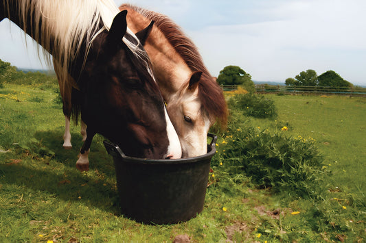 What Your Horse's Feed Is Actually Doing Inside Them