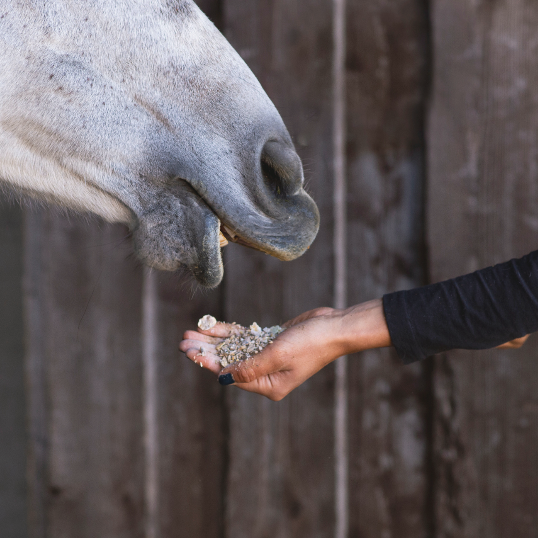 EQUINE DAILY SCOOP POWDERS